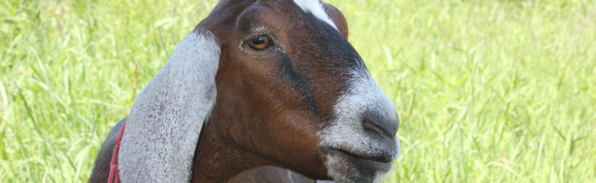 A chestnut brown goat with cream ears looking off into the pasture