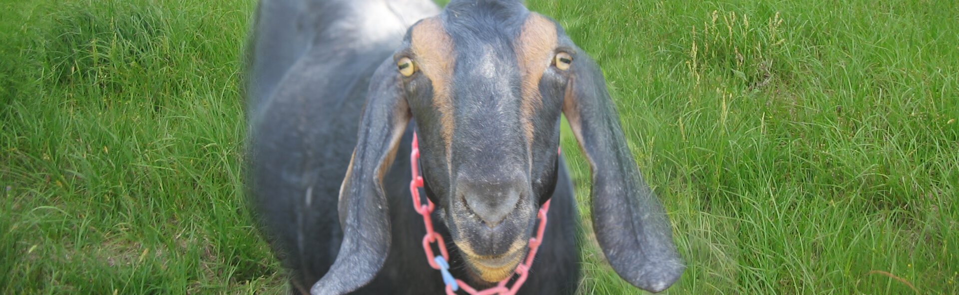 A grey goat wearing a red chain collar