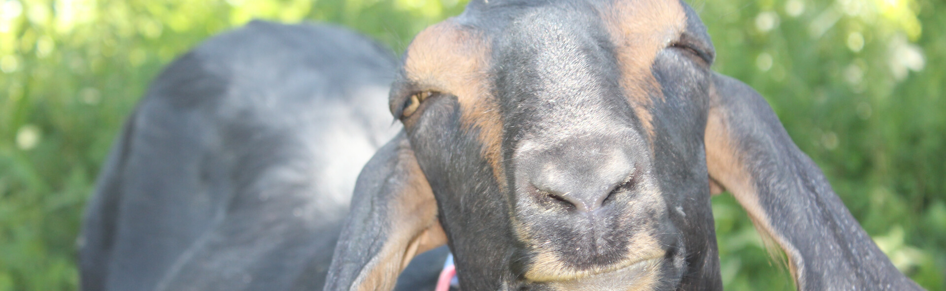 A silly goat doing something strange with its eyes