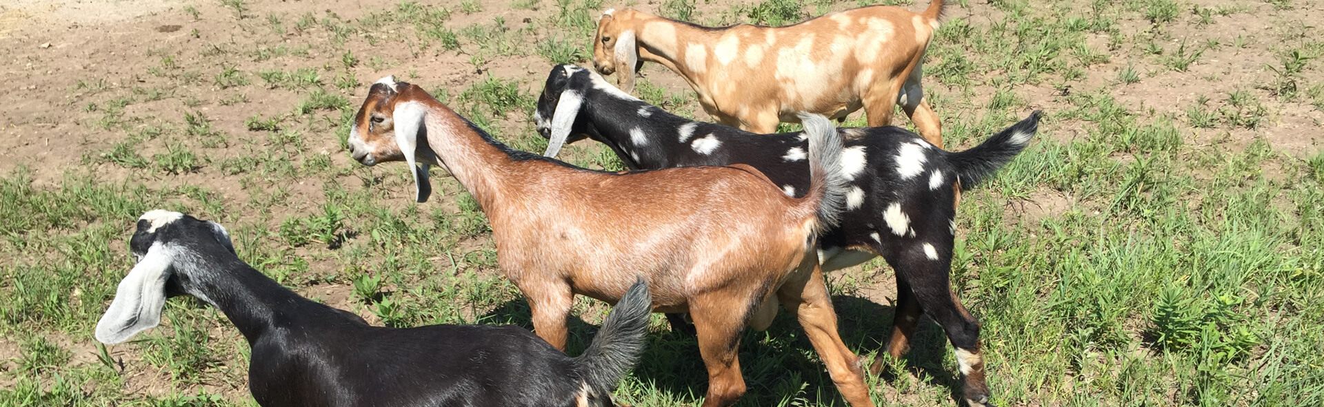 Four goat standing in a line looking off into the pasture.