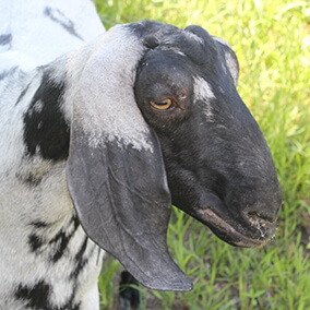 Goat looking downward at the grass