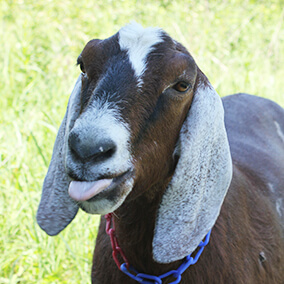 Goat sticking tongue out