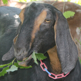 Goat chewing on leaves