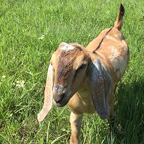 A small kid goat playing in the grass