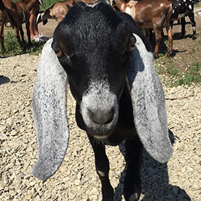 A black kid goat with white ears