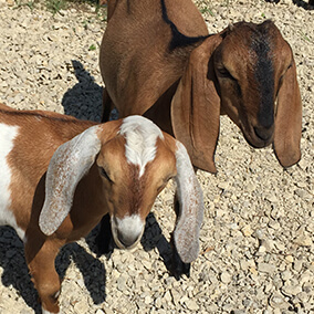 Two brown goats wondering what is going on