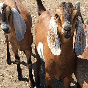 A few goats coming right up to the camera