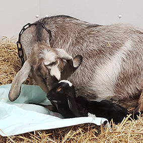 Mother goat just gave birth