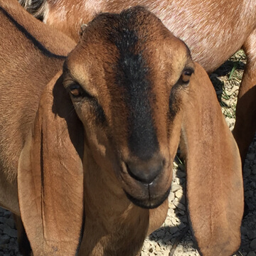 close up of goat