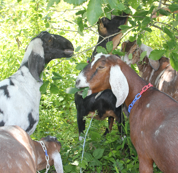 The Dairy Goats