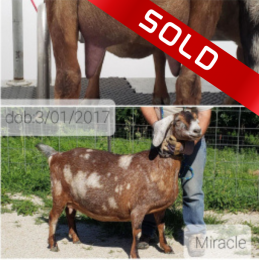 Miracle Milker