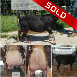 Sparkling Onyx Milker