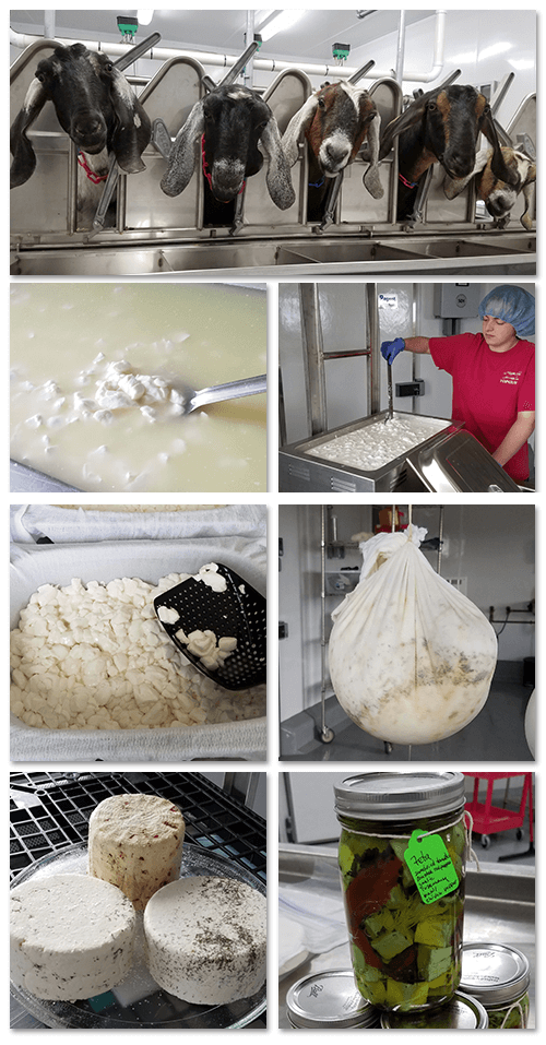 Cheese Making Process